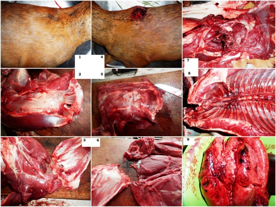 7x64 - Barnes TTSX 150gr & srnec, II. diel