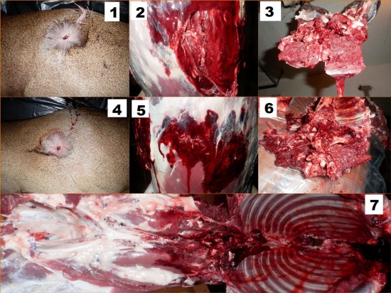 RWS TM 4,6g/ 71gr - kal.5,6x52r