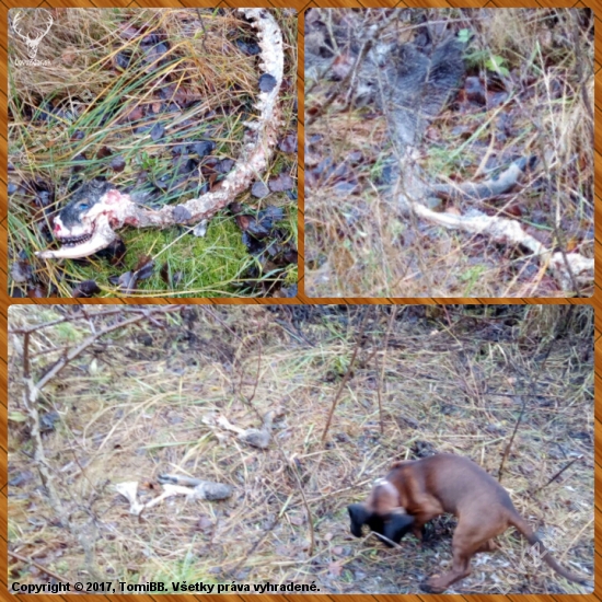 Zoran - 3,5mesiaca a prvy uhyn!