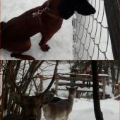 Pri danieloch - ako na posede!