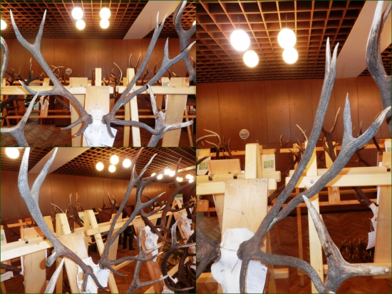 Raritné trofeje - sú krásne a jedinečné!