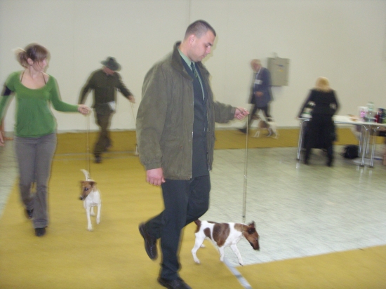 klubova vistava v Nitre : VD-velmy dobry