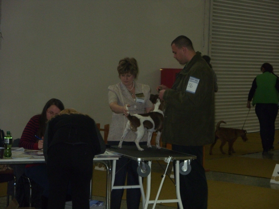 klubova vistava v Nitre : VD-velmy dobry 2