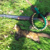 Obednajsia prechadzka a smedna kuna