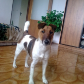 bea