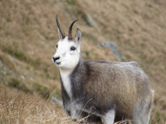 Kamzik vrchovsky tatransky