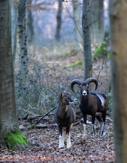 muflon