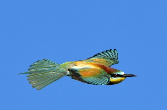 vcelarik