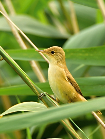 trsteniarik