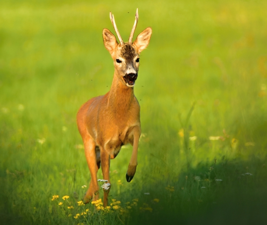 privabeny
