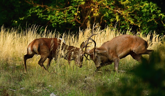 suboj