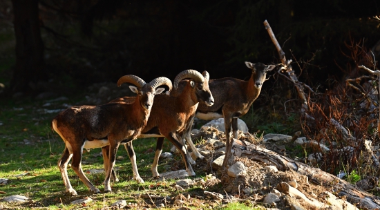 mladenci