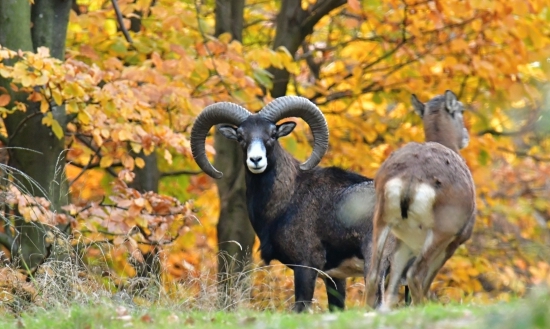 baran