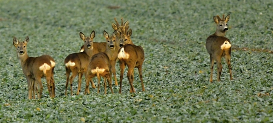 srncie