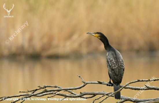 kormoran