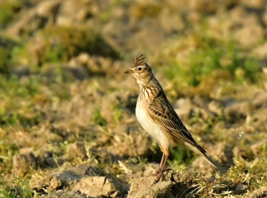 skovranok