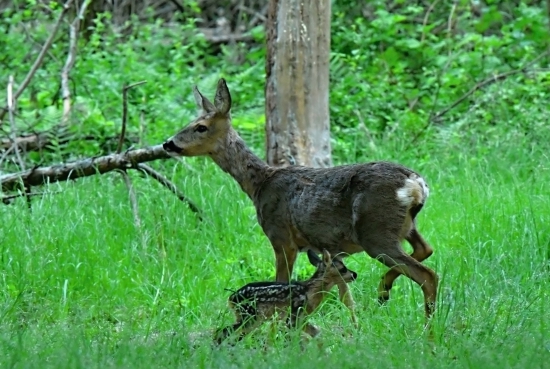 prirastok
