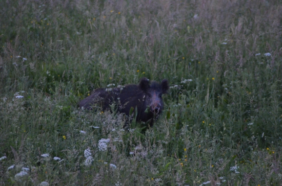 Čo to tam je na tom posede?!