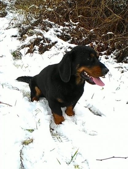 RONY  Marciláz (AJD)