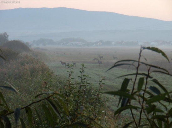 ruja 2008