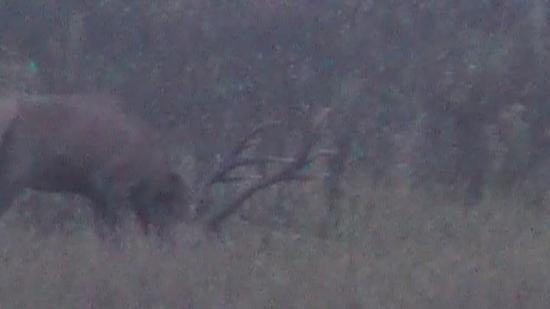 korunač