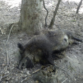 upytlačená diviačica