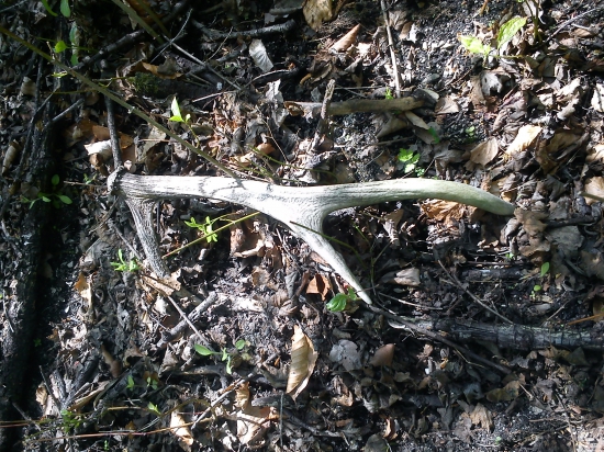 Za zvodidlami pri ceste