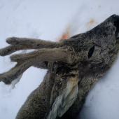 Neprežil nástrahy zimy