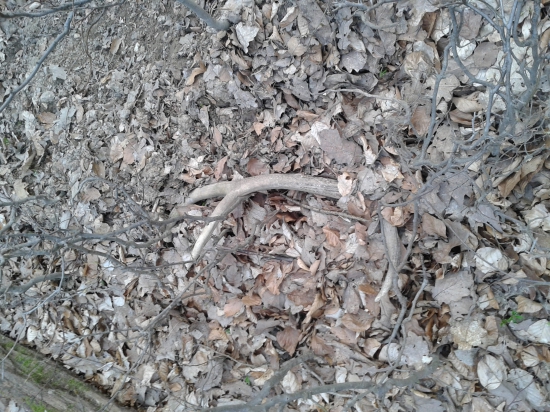 Osmák čo si dlhšie poležal