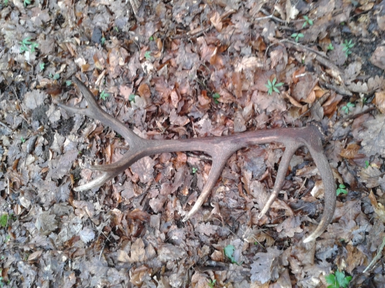 Štrnástorák zo soboty