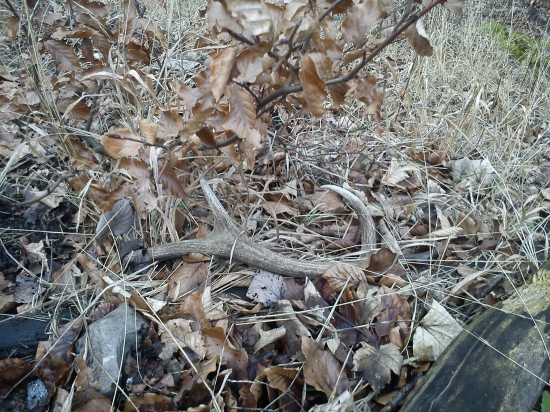 Minuloročný šesták