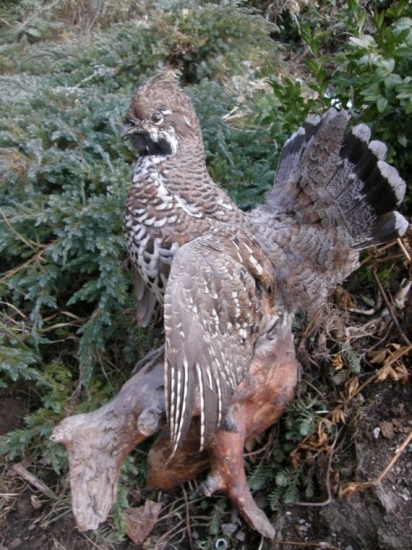 kohútik