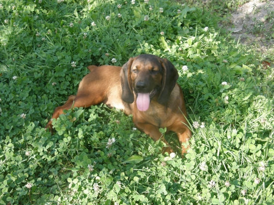 Nera z Ľubochnianskej doliny