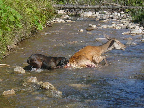 čo dokáže vlk (živá konzerva)