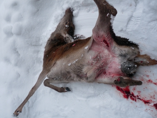 najprv guľa, potom vlk, nakoniec dostrel..