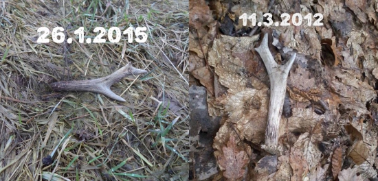 môže to byť z jedného srnca?