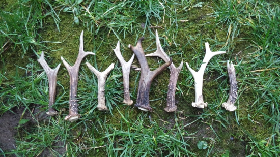 moja zbierka srnčích