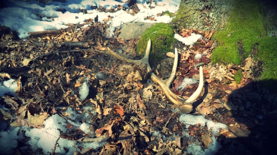 aj osmoráčik poteší