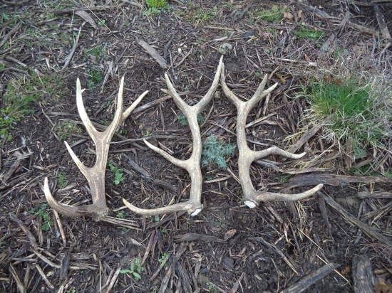 dnešná prechádzka