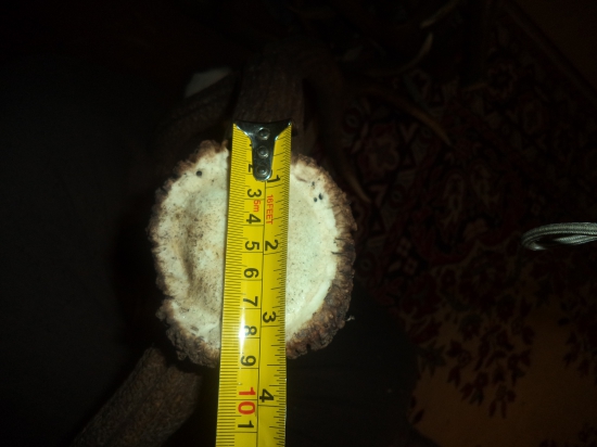 dosť dobrá ružica ..