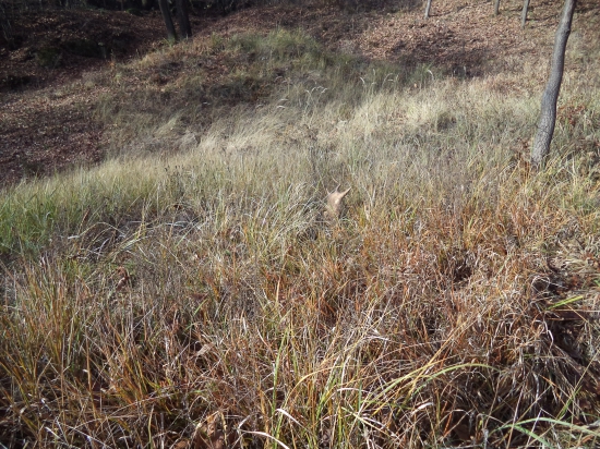 keď sa srdiečko rozbúcha