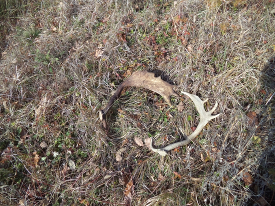 ešte sa dajú nájsť