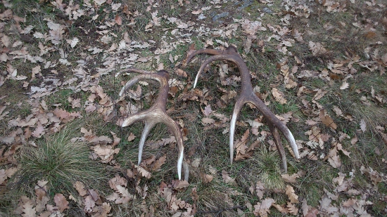 zachviľu to príde ... dúfam že krmite