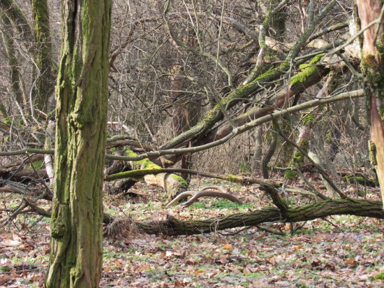 keď sa srdce rozbúcha ..