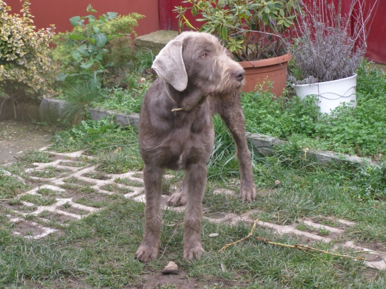 Dan ( D.J. Acta Non Verba) SHS 6 mesiacov