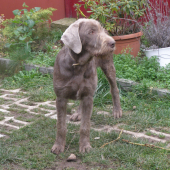 Dan ( D.J. Acta Non Verba) SHS 6 mesiacov