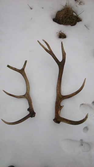 Minuloročné ale potešili