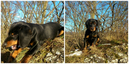 Dart-Slovenský kopov