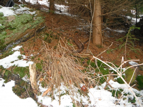 Dohladaný do páru.