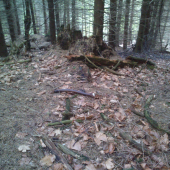 Špicerik